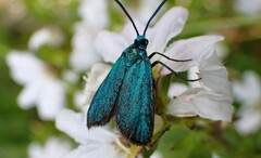 Pollanisus viridipulverulenta