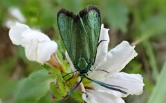 Pollanisus viridipulverulenta