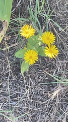 Heterotheca subaxillaris