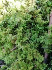 Thuidium delicatulum