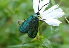 Pollanisus viridipulverulenta
