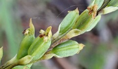 Microtis unifolia