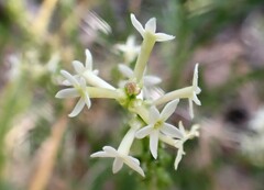 Stackhousia aspericocca