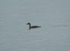 Podiceps cristatus