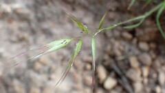 Rytidosperma