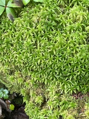 Sphagnum girgensohnii