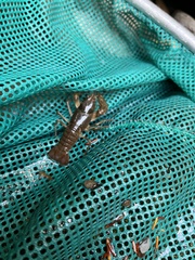 Cambarus robustus