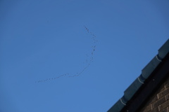 Anser brachyrhynchus