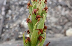 Disa bracteata