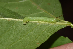 Sphinx kalmiae