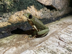 Agalychnis dacnicolor