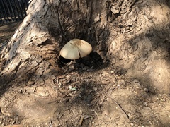 Coprinopsis variegata