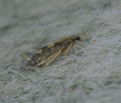 Agraylea
