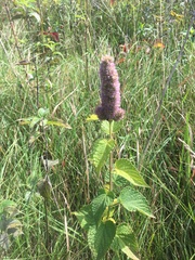 Agastache foeniculum