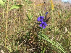 Gentiana puberulenta