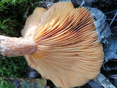 Lactarius salmonicolor
