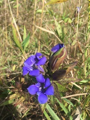 Gentiana puberulenta