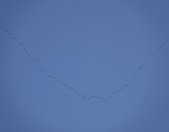 Anser brachyrhynchus