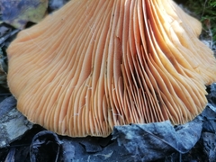 Lactarius salmonicolor
