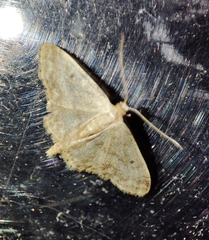 Idaea biselata