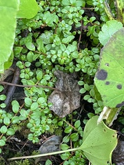 Gaultheria hispidula