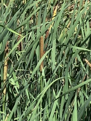Typha