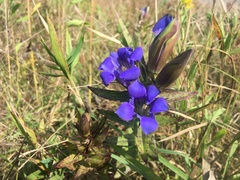 Gentiana puberulenta