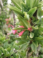 Fuchsia lycioides