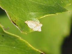 Clepsis virescana