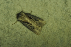 Agrotis venerabilis