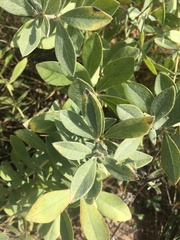 Baptisia