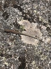 Podarcis guadarramae