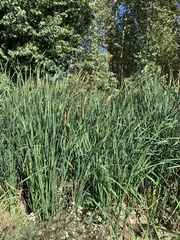 Typha