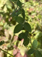 Salvia azurea