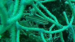 Cheilodipterus pygmaios