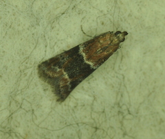Moodna ostrinella