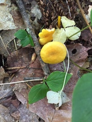 Pluteus chrysophlebius