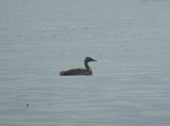 Podiceps cristatus