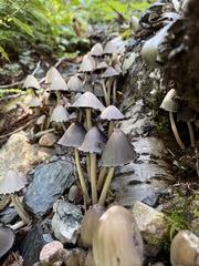 Coprinopsis romagnesiana
