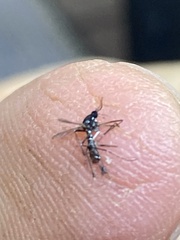 Aedes albopictus
