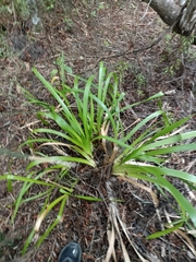 Machaerina sinclairii