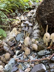 Coprinopsis romagnesiana