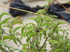 Solanum chenopodioides