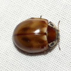 Myzia pullata