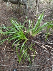 Machaerina sinclairii