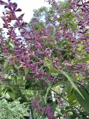 Salvia lasiantha