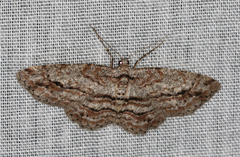 Didymoctenia exsuperata