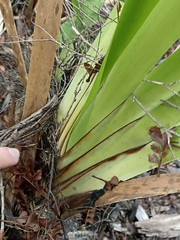 Machaerina sinclairii