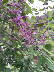 Salvia lasiantha