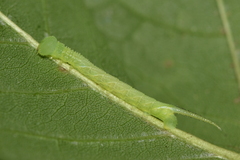 Sphinx kalmiae